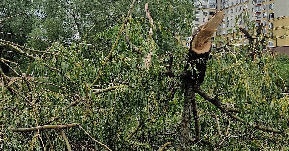 В Минске опять вырубают деревья. Где на этот раз?