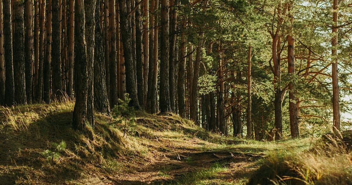 Собрались на пикник? Вот как защититься от комаров, мошек и 