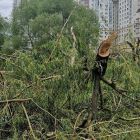 В Минске опять вырубают деревья. Где на этот раз?