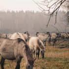 Возле Налибокской пущи дикие лошади выходят к людям и заглядывают в машины. Смотрите сами!