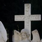 Видеофакт: на кладбище под Минском заметили сотню аистов. Они стоят на парковке и будто чего-то ждут