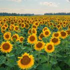 Беларусы массово фотографируются в подсолнухах. Смотрите, как это красиво