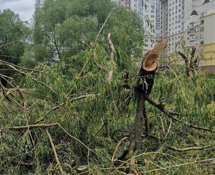 В Минске опять вырубают деревья. Где на этот раз?