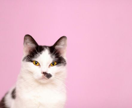 «Немного дурдом». В Беларуси началась обязательная регистрация домашних животных – и да, все пошло не по плану