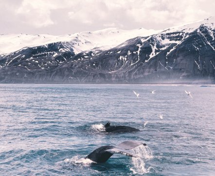 Ну, как съездили в свадебное путешествие в Исландию: пейзажи из «Игры престолов» и встреча с китами