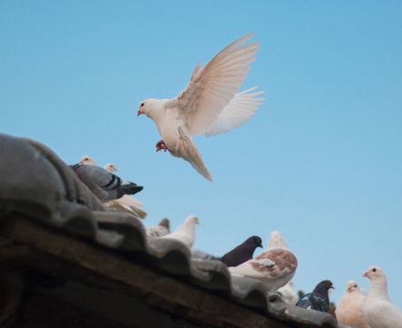 «Лёт»: наш спецпроект про голубятни Минска. Эта часть – про голубятника Николая Бабука