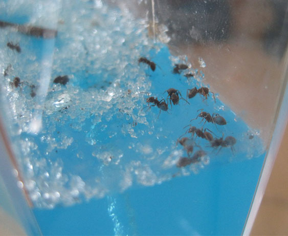 Как переселить муравьев