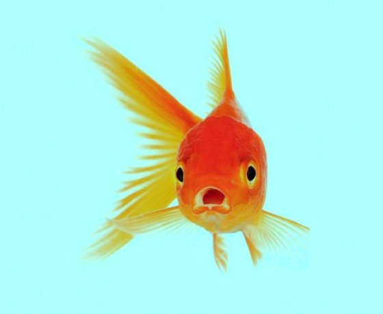 22 научных факта об эволюции человека из сериала «Внутренняя рыба»