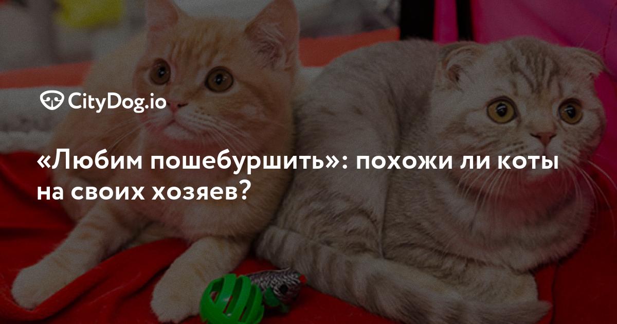 Любим пошебуршить»: похожи ли коты на своих хозяев? - CityDog.io