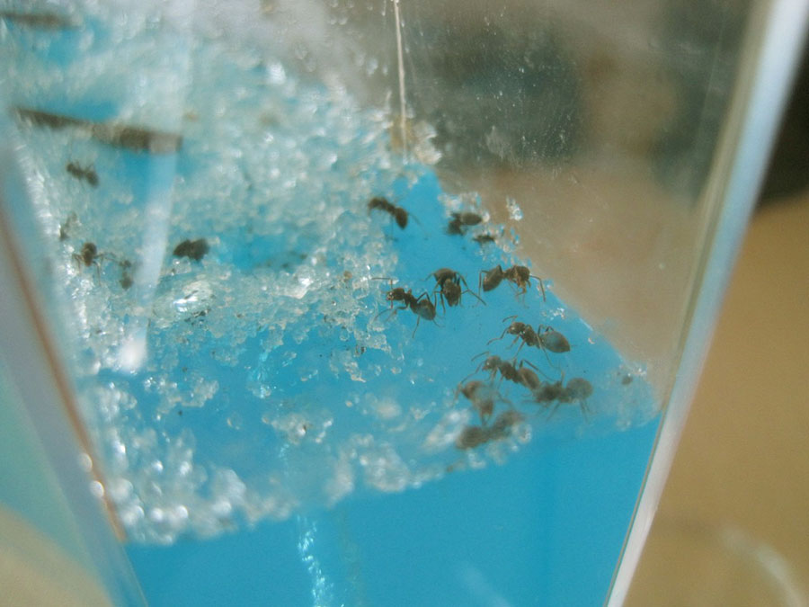 Ферма муравьев для новичков – Ant Kingdom
