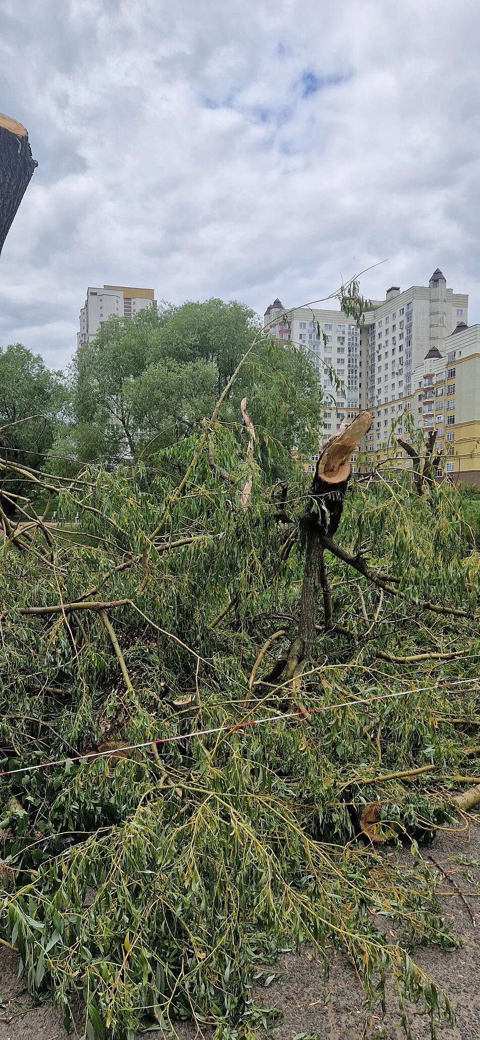 "Зеленстрой" вырубает деревья в Минске. 
