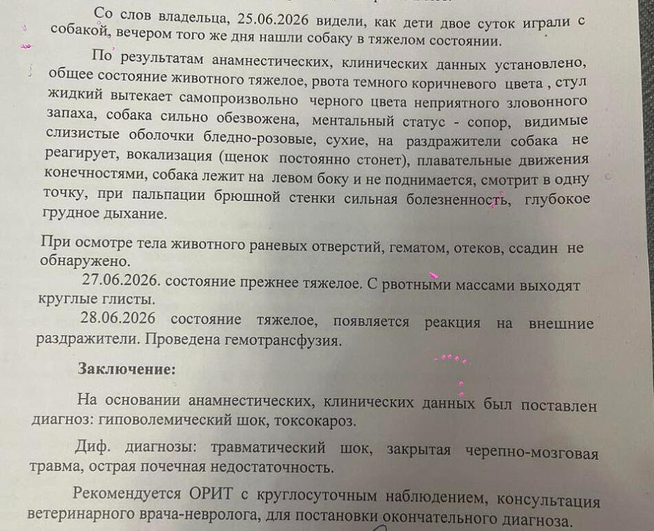 Заключение ветеринара