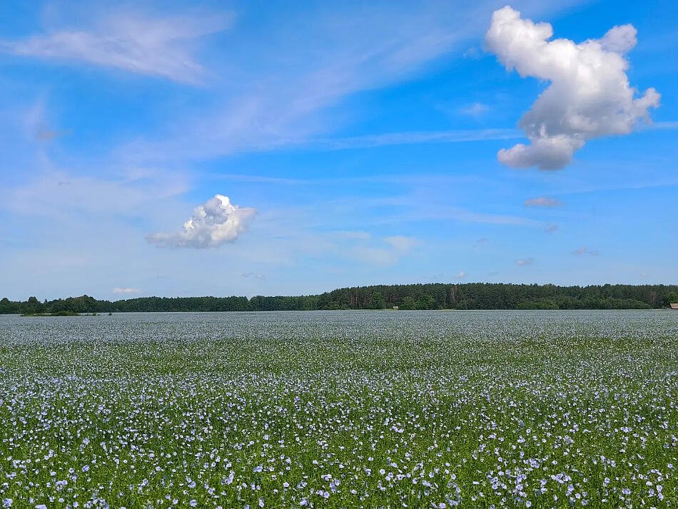 Ільняныя палі ў Беларусі. 