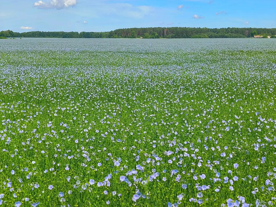 Ільняныя палі ў Беларусі. 