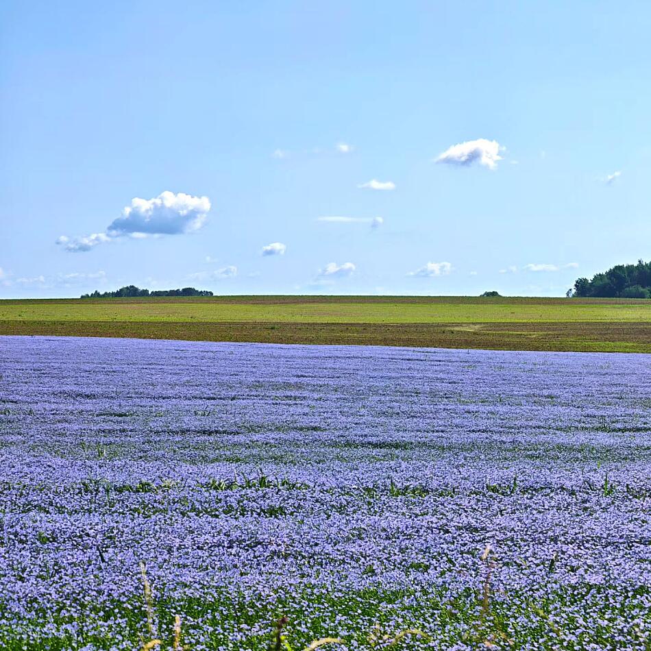 Ільняныя палі ў Беларусі. 